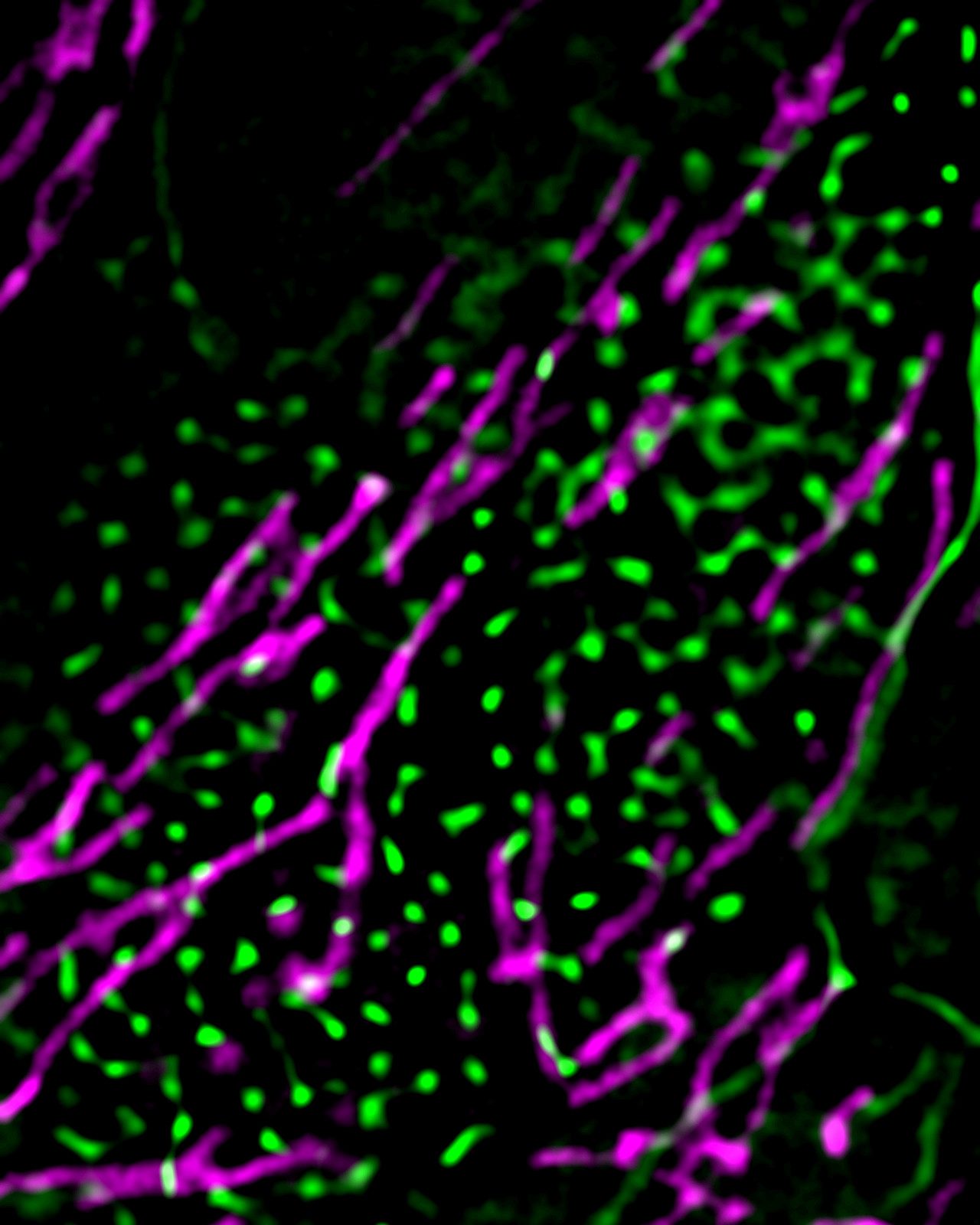 Super-resolution fluorescence microscopy from the dissertation work: mitochondria in magenta, running as bright filaments in parallel diagonals across a black field, scattered throughout with small vivid green AMIGO puncta.